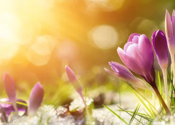 Krokusblüte Zavelstein