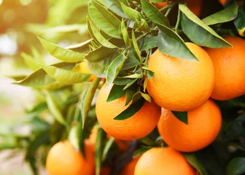 Orangenträume auf Sizilien
