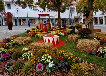 Chrysanthema Lahr