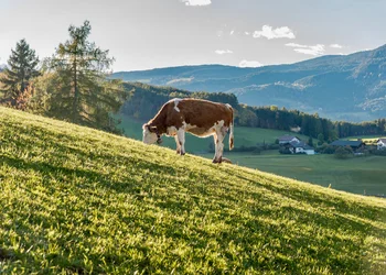 Kastelruther Spatzen Open Air in Südtirol
