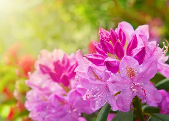 Rhododendronpark Jansen /15. Karlsbader Rhododendrontage