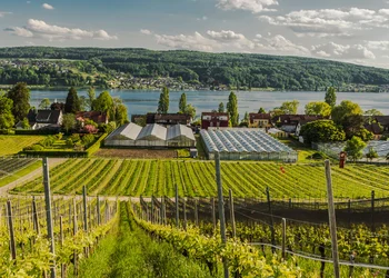 Insel Reichenau & Konstanz 