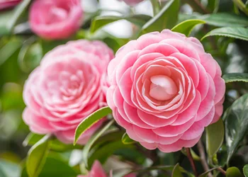 Rosengarten Saverne & Straßburg