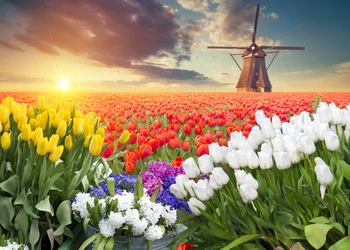 Tulpenblüte in Holland