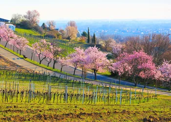 Mandelblüte in der Pfalz