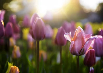 Tulpenzauber im Piemont