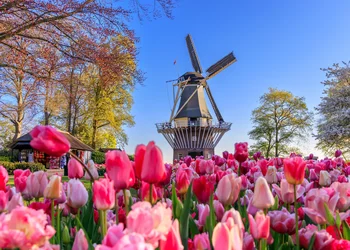 Zur Tulpenblüte nach Holland 