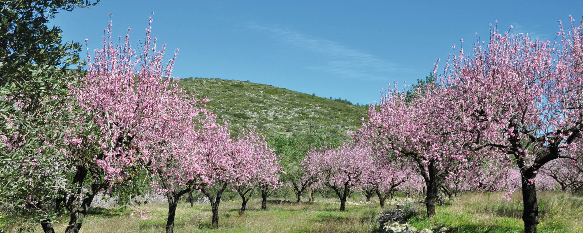 Rast Reisen - Mallorca zur Mandelblüte