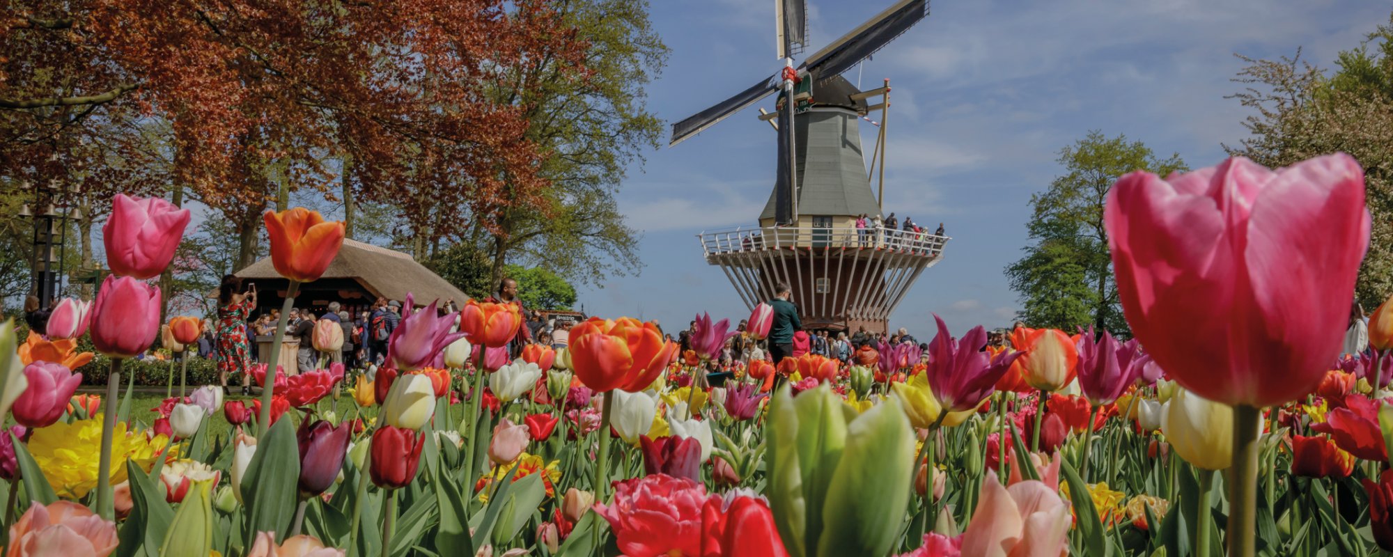 Windmühle auf dem Keukenhof