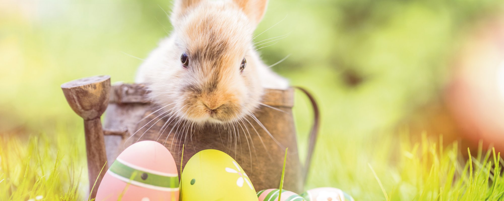 Frohe Ostern!