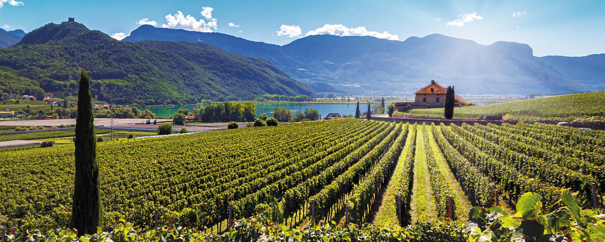 Weinberge am Kalterer See