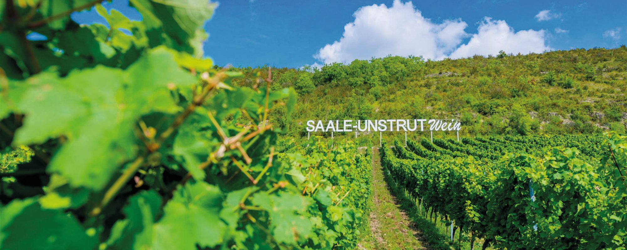 Weinberg Saale-Unstrut 
