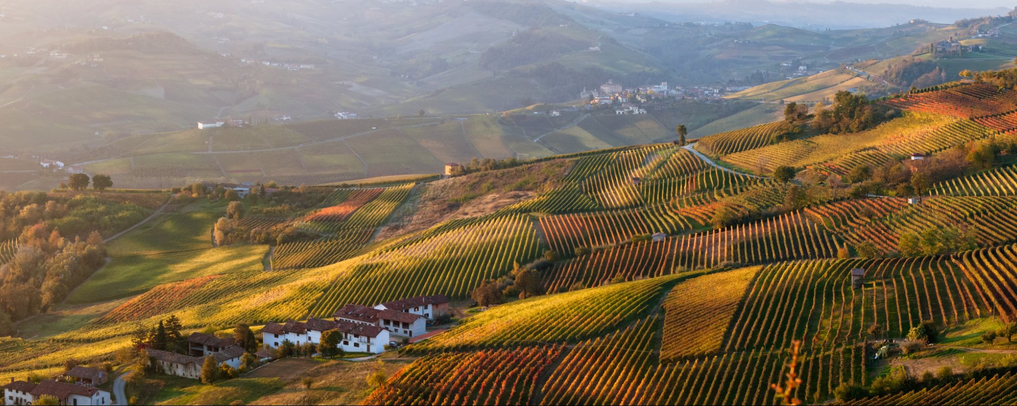 Blick über die Weinberge im Piemont