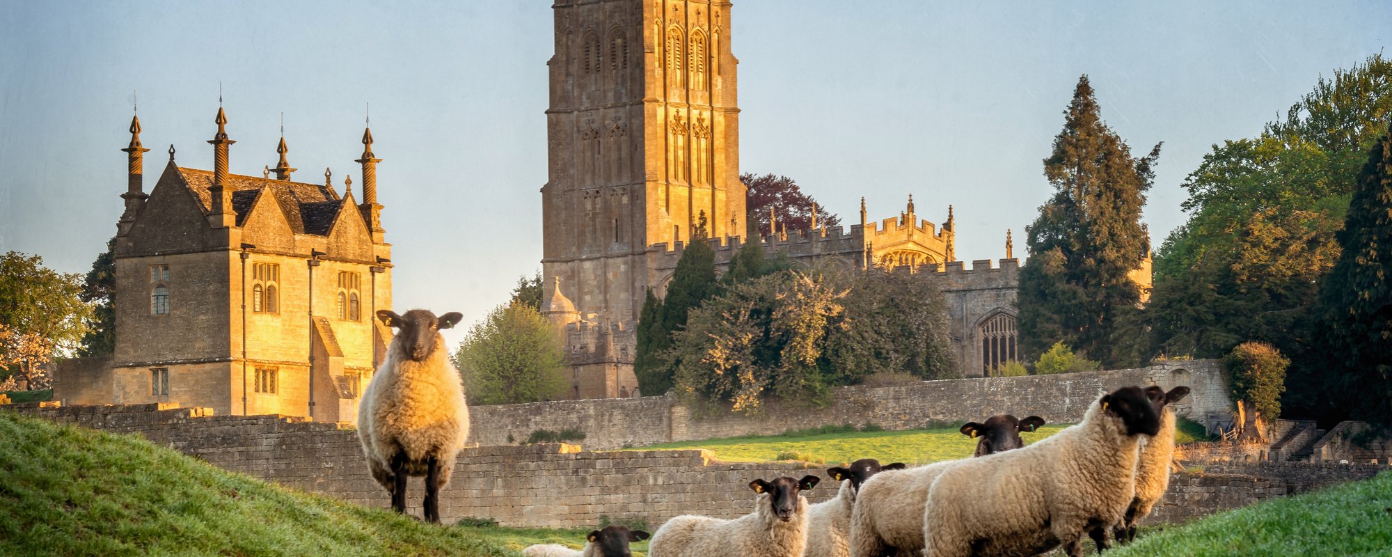 Schafe in den Cotswolds
