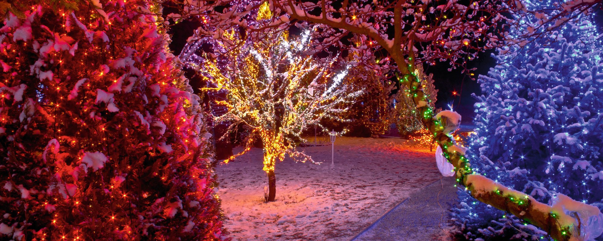 Bäume im Winter mit Lichtern 