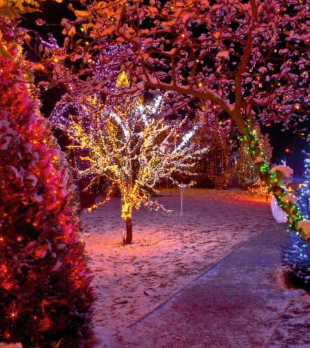 Bäume im Winter mit Lichtern 