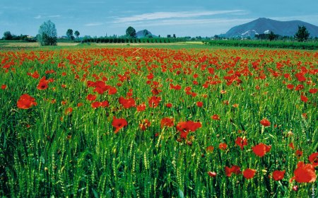 © Turismo Padova Terme Euganee/Sabbion