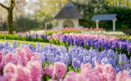 © Keukenhof